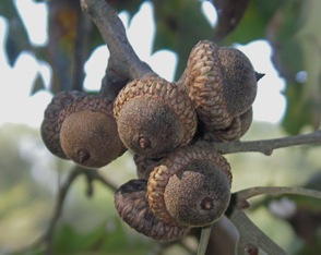 Cherrybark acorns