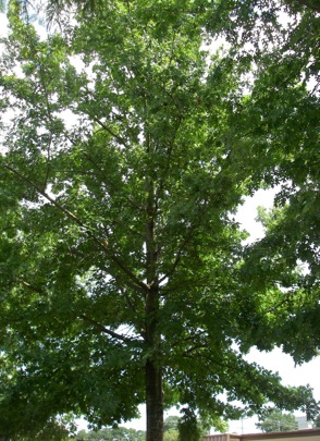 Northern Red oak tree
