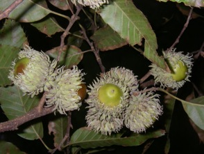 Sawtooth oak tree limb with acorns