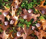 Shumard oak acorns on the ground