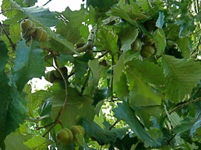 Swamp chestnut oak limb with acorns