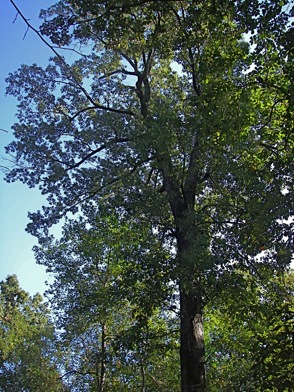 Old swamp chestnut oak tree