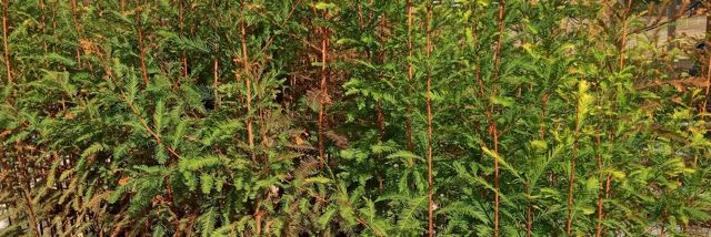 Bald Cypress saplings