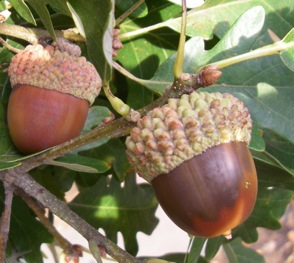 Bumindors oak limb with acorns