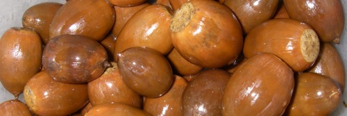Bimundors oak acorns