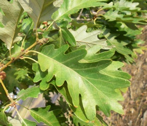 Bimundors oak leaves