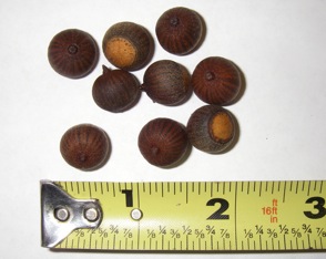 Cherrybark acorns