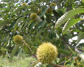 Hybrid Chestnut limbs with chestnuts