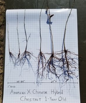 Hybrid Chestnut Roots