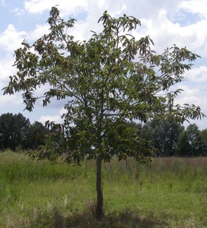 Hybrid Chestnut Tree