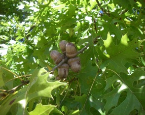 Northern Red limb with acorns