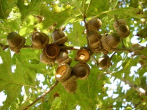 Northern Red x Shumard hybrid oak tree limb with acorns