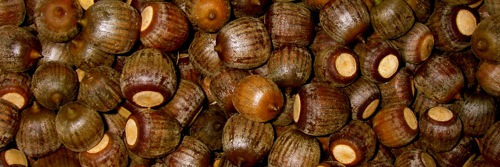 Northern Red x Shumard oak hybrid acorns
