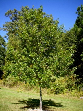 Northern Red x Shumard oak tree