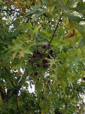 Nuttall x Pin oak hybrid tree limb with acorns