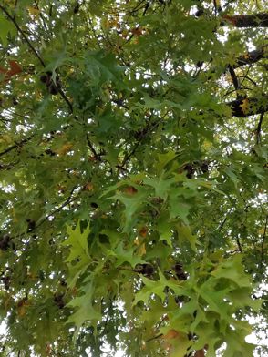 Nuttall x Pin oak hybrid limb with leaves and acorns