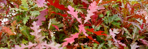 Nuttall oak leaves in the fall