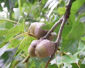 Nuttall oak tree limb with acorns