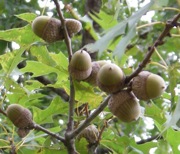 Nuttall oak limb with acorns