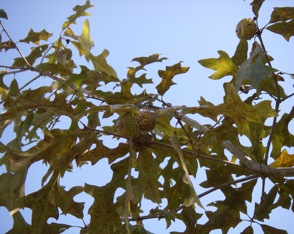 Overcup oak limb with acorns