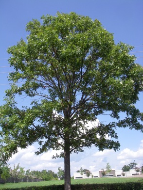 Overcup oak tree