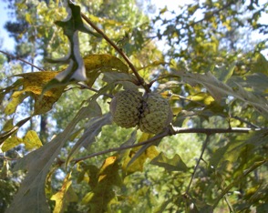 Overcup oak limb with acorns