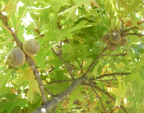 Pin oak limb with acorns