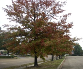 Pin oak tree