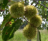 Hybrid Chestnut tree page