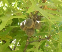 Pin oak tree page