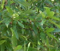 Willow oak tree page
