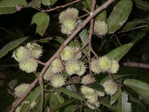 Gobbler Sawtooth oak tree limb with acorns