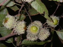 Sawtooth oak limb with acorns