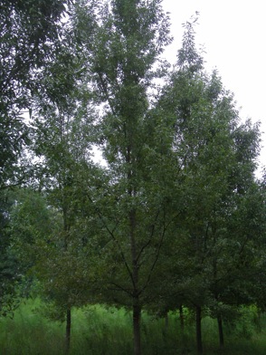 Sawtooth oak trees