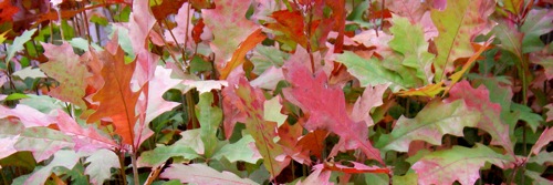 Shumard oak leaves in the fall