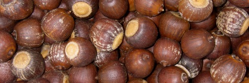 Shumard oak acorns 