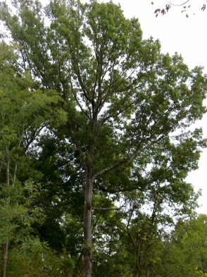 Mature Shumard oak tree