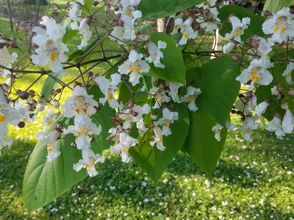 Southern Catalpa leaves and flowers