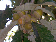 Swamp Chestnut oak limb with acorns