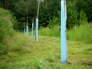 Row of trees with tree protectors installed.