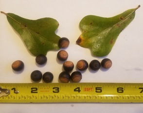 Water oak acorns