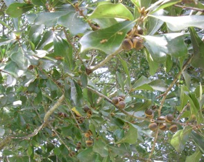Water oak limb with acorns