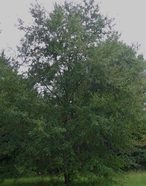 Water oak tree