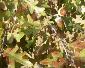 White oak limb with acorns