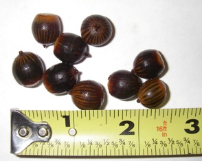 Willow oak acorns
