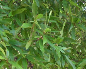 Willow oak limb with acorns